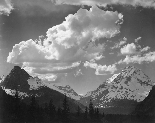 Trees in Glacier National Park, Montana - National Parks and Monuments, 1941