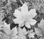 Leaves, Glacier National Park, Montana - National Parks and Monuments, 1941