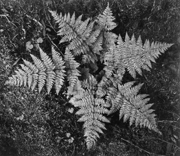 Ferns, Glacier National Park, Montana - National Parks and Monuments, 1941