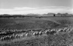 Flock in Owens Valley, California, 1941