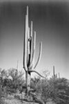Full View of Cactus and Surrounding Shrubs, Saguaro National Monument, Arizona, ca. 1941-1942