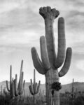 Full View of Cactus with others Surrounding, Saguaro National Monument, Arizona, ca. 1941-1942