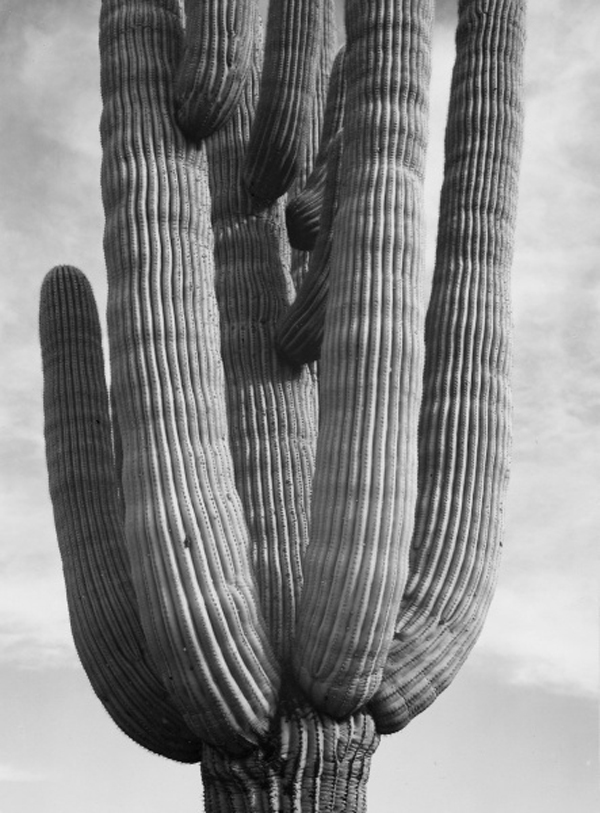 Detail of Saguaro Cactus , Saguaro National Monument, Arizona, ca. 1941-1942