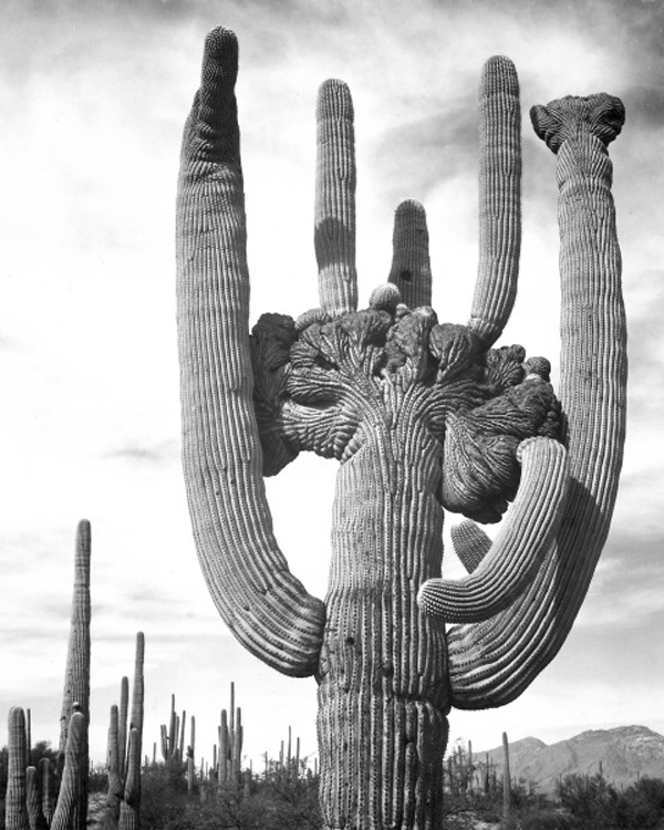 View of Cactus and Surrounding Area Saguaros, Saguaro National Monument, Arizona, ca. 1941-1942