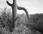 Cactus, Saguaro National Monument, Arizona, ca. 1941-1942
