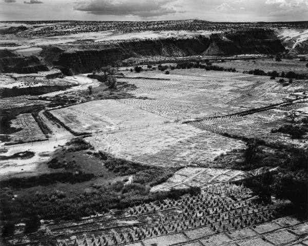 Corn Field, Indian Farm near Tuba City, Arizona, in Rain, 1941