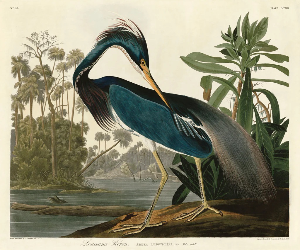 Louisiana Heron