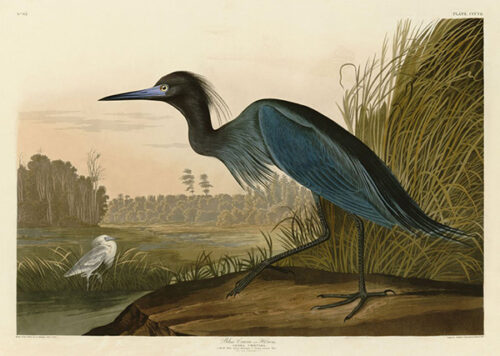 Blue Crane or Heron
