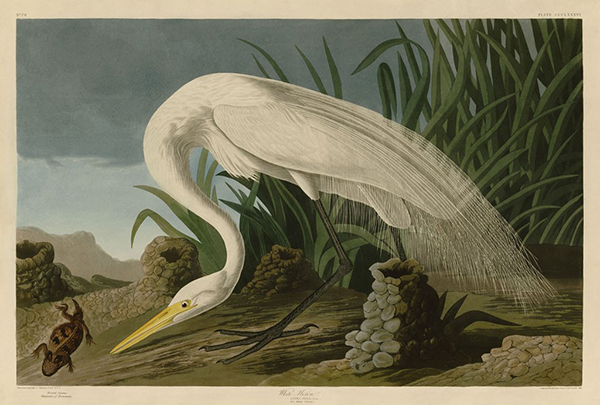 White Heron