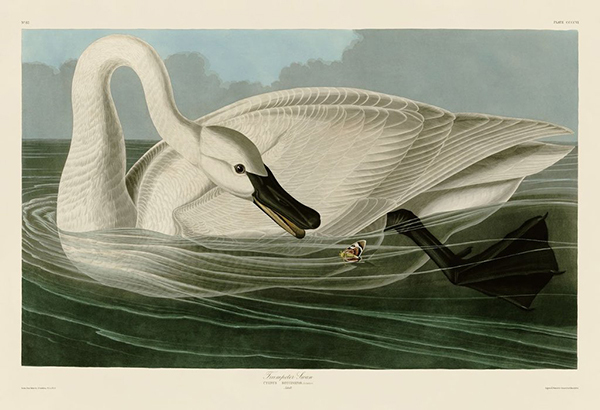 Trumpeter Swan