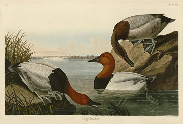 Canvas Backed Duck