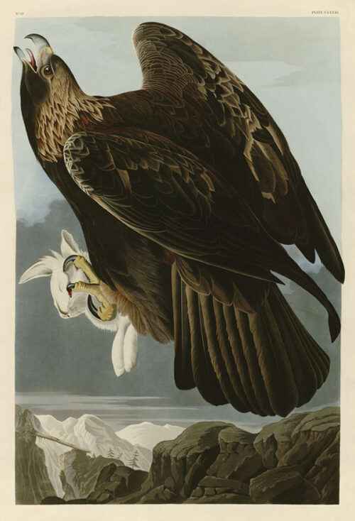 Golden Eagle