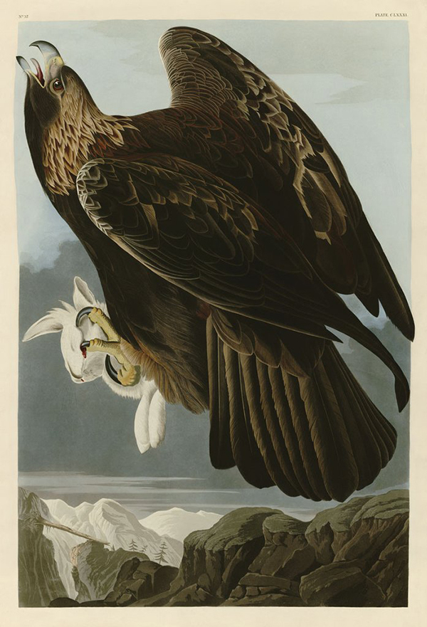 Golden Eagle