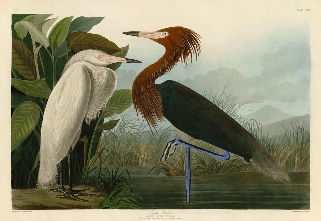 Purle Heron