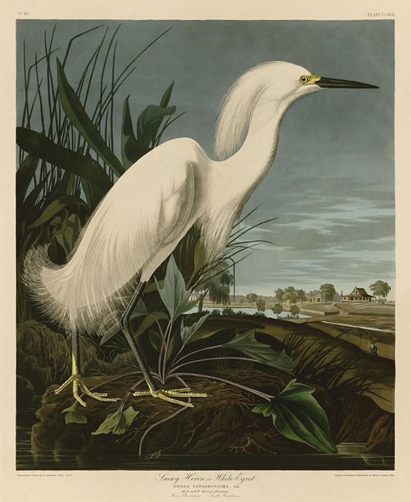 Snowy Heron or White Egret