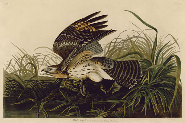 Winter Hawk