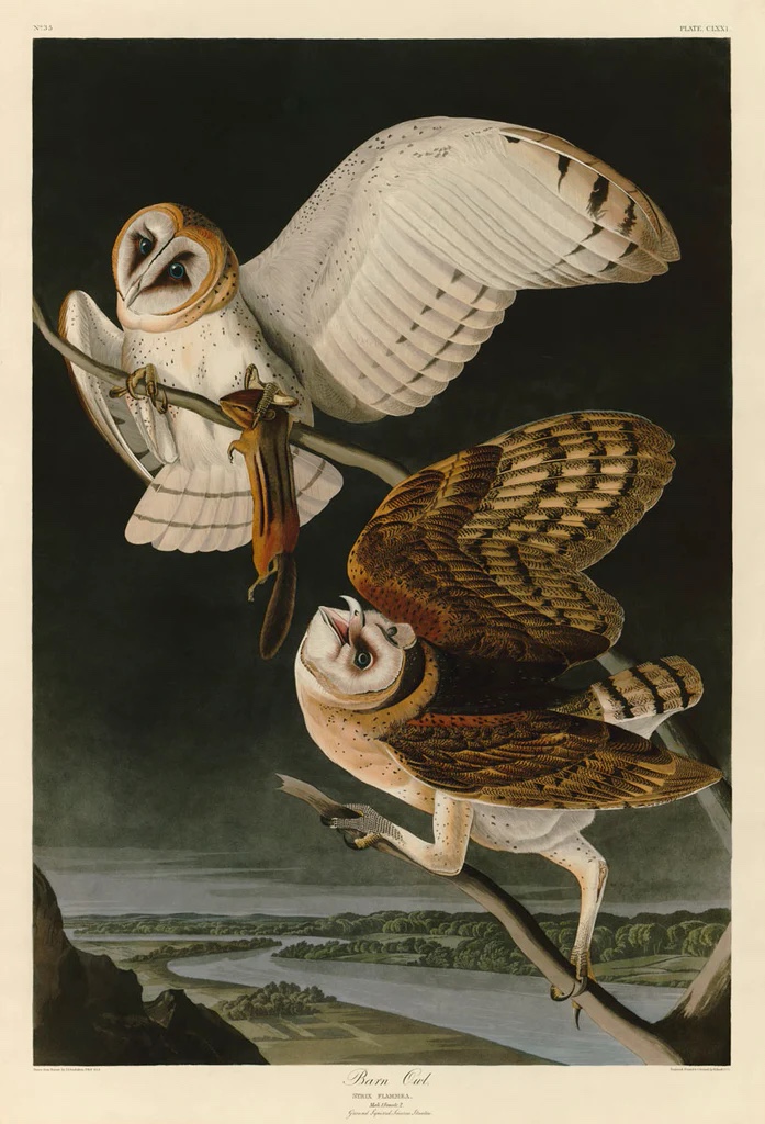 Barn Owl