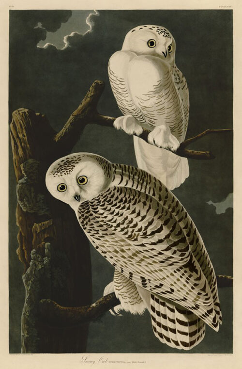 Snowy Owl