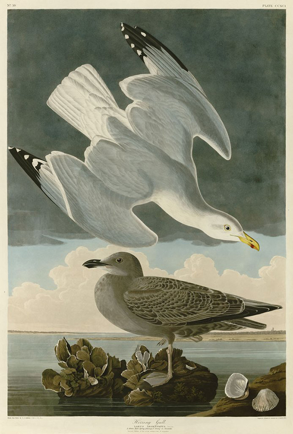 Herring Gull