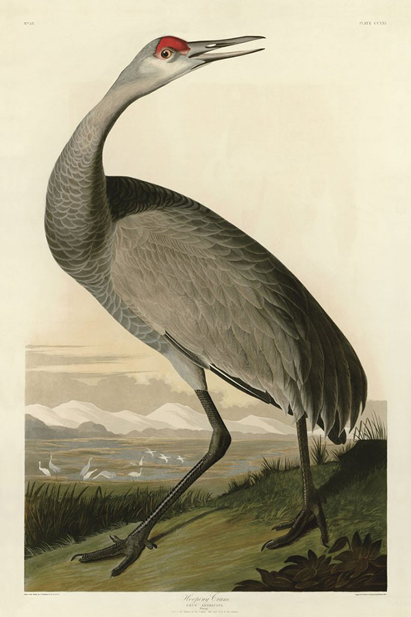 Hooping Crane