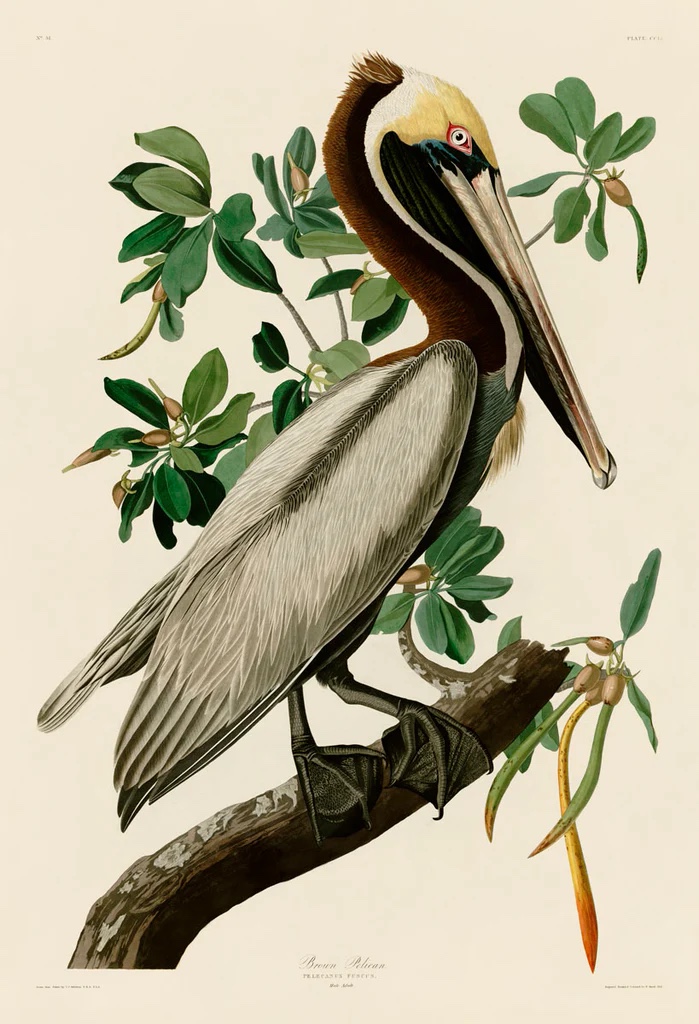 Brown Pelican II
