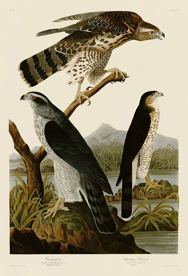 Goshawk and Stanley Hawk