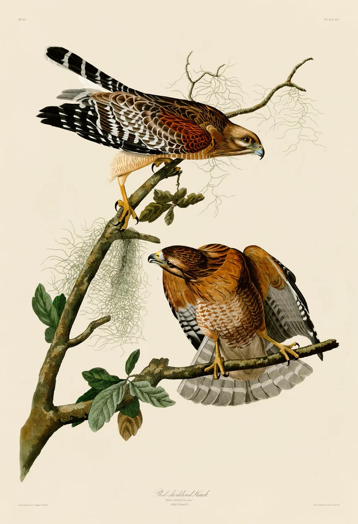Red-Shouldered Hawk