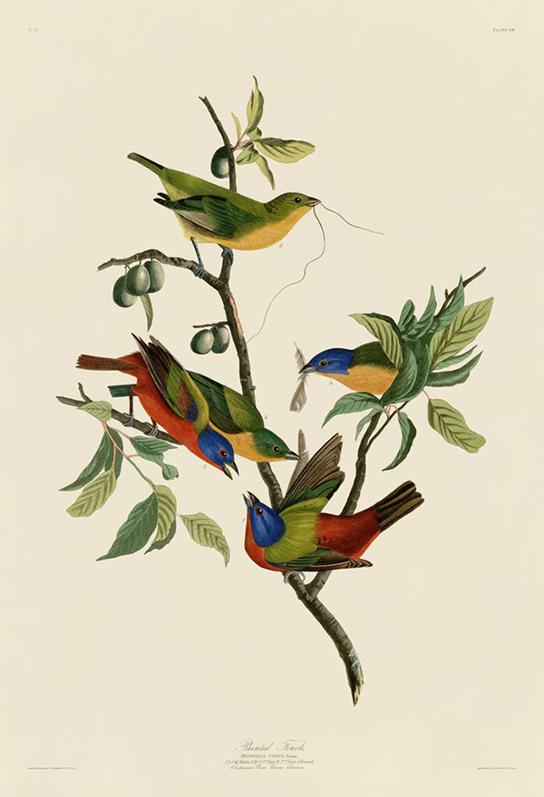 Painted Finch