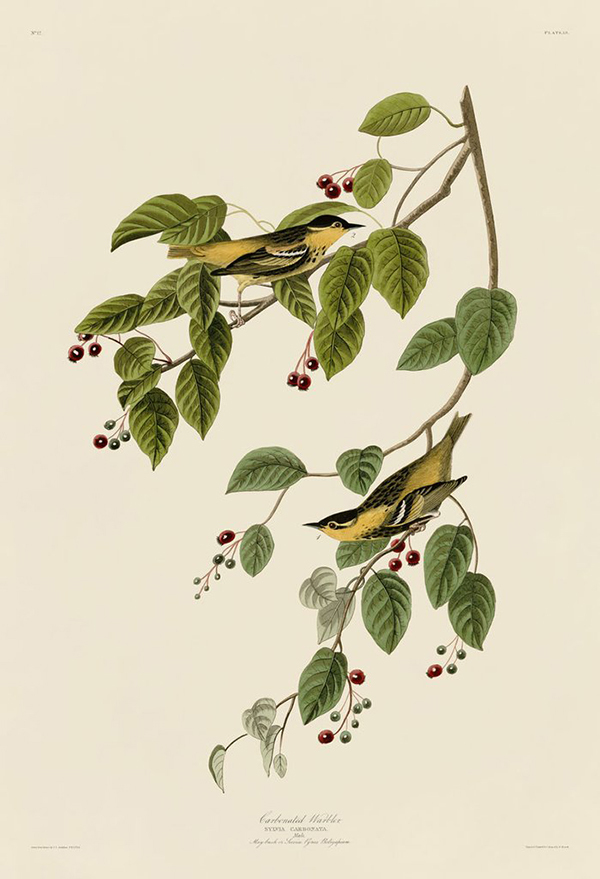 Carbonated Warbler