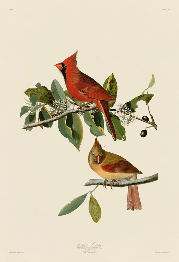 Cardinal Grosbeak