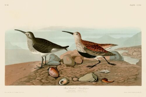 Red Backed Sandpiper