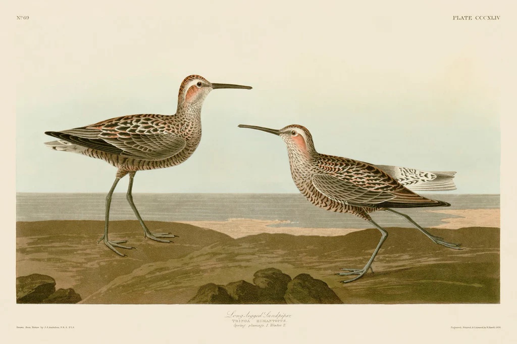 Long-Legged Sandpiper