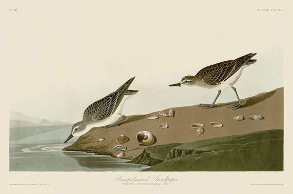Semipalmated Sandpiper