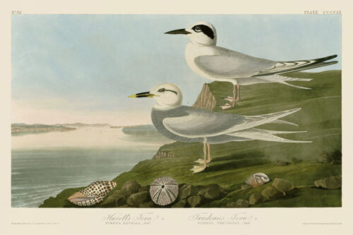 Havell's Tern & Trudeau's Tern