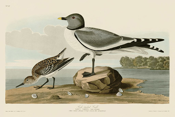 Fork-Tailed Gull