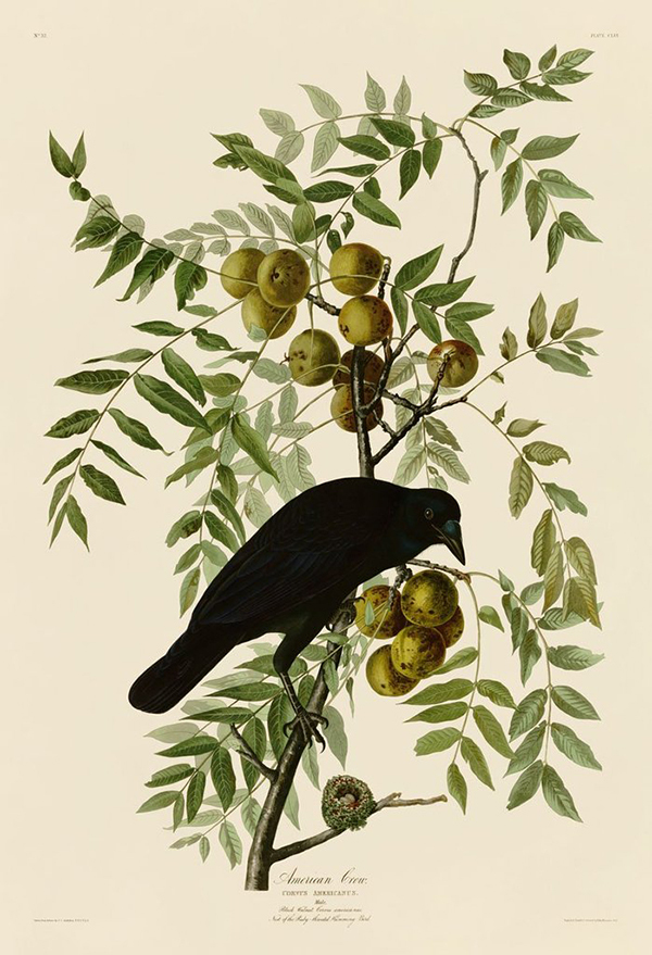 American Crow