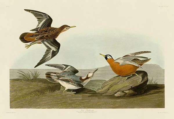Red Phalarope