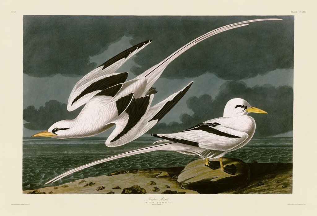 Tropic Bird