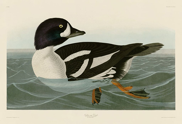 Golden-Eye Duck