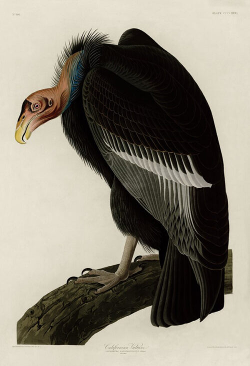California Vulture