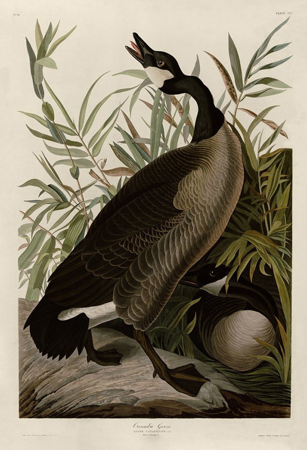 Canada Goose