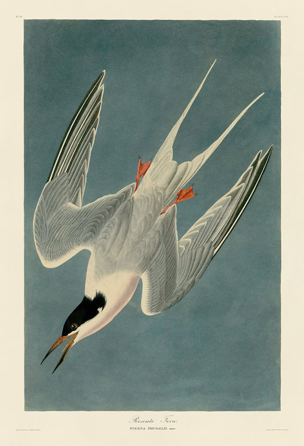 Roseate Tern