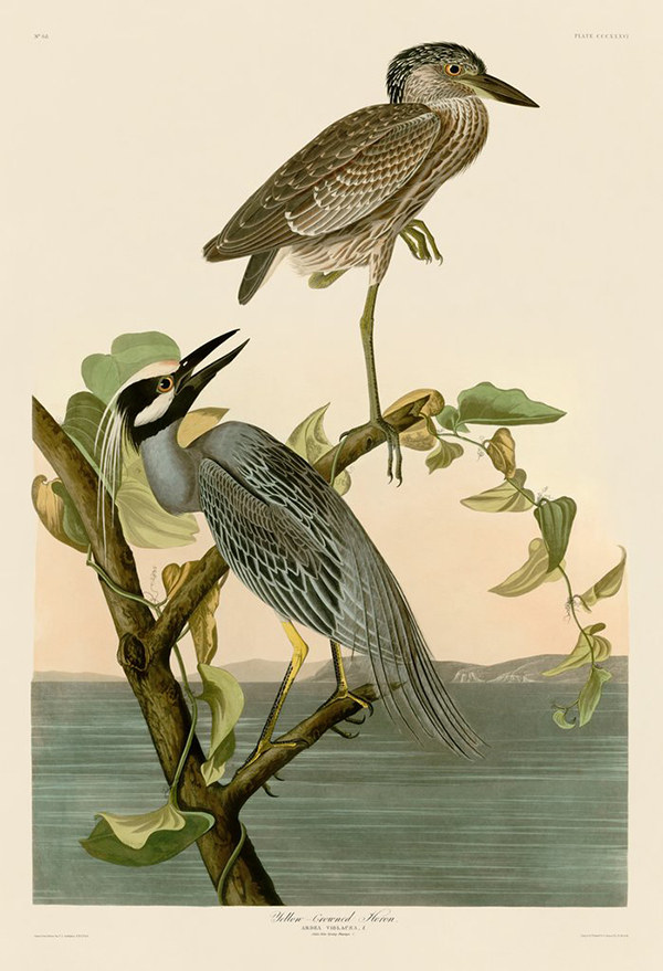 Yellow-Crowned Heron