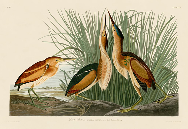 Least Bittern