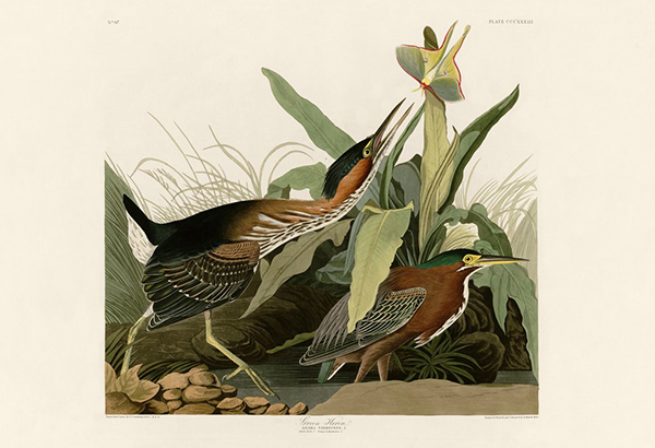 Green Heron