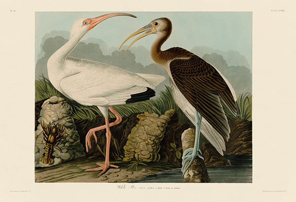 White Ibis
