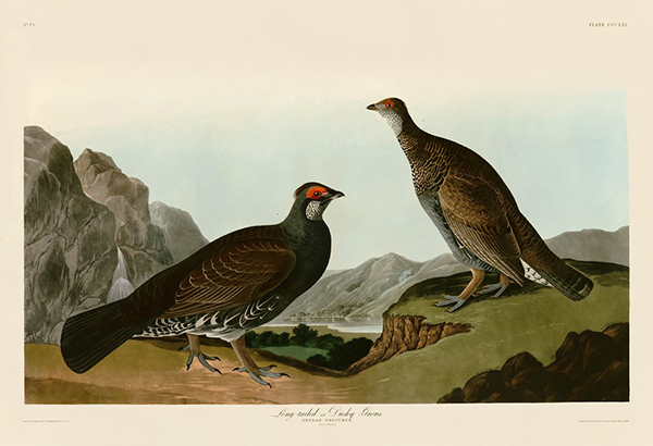 Long-Tailed or Dusky Grous