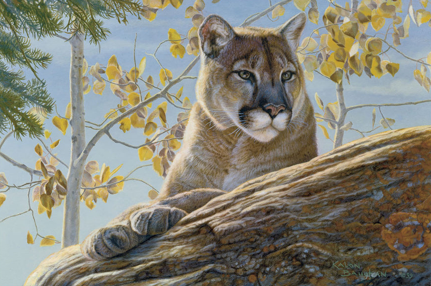 Front Range Cougar