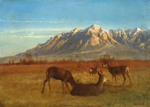 Deer In Mountain Home. 1879