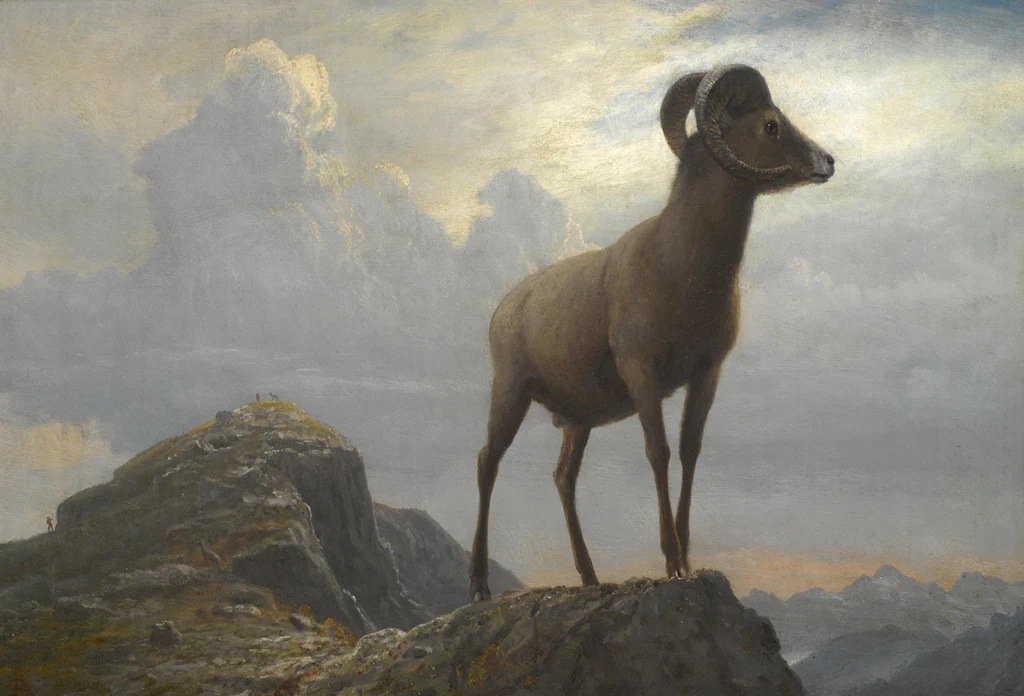 Study of a Bighorn Ram